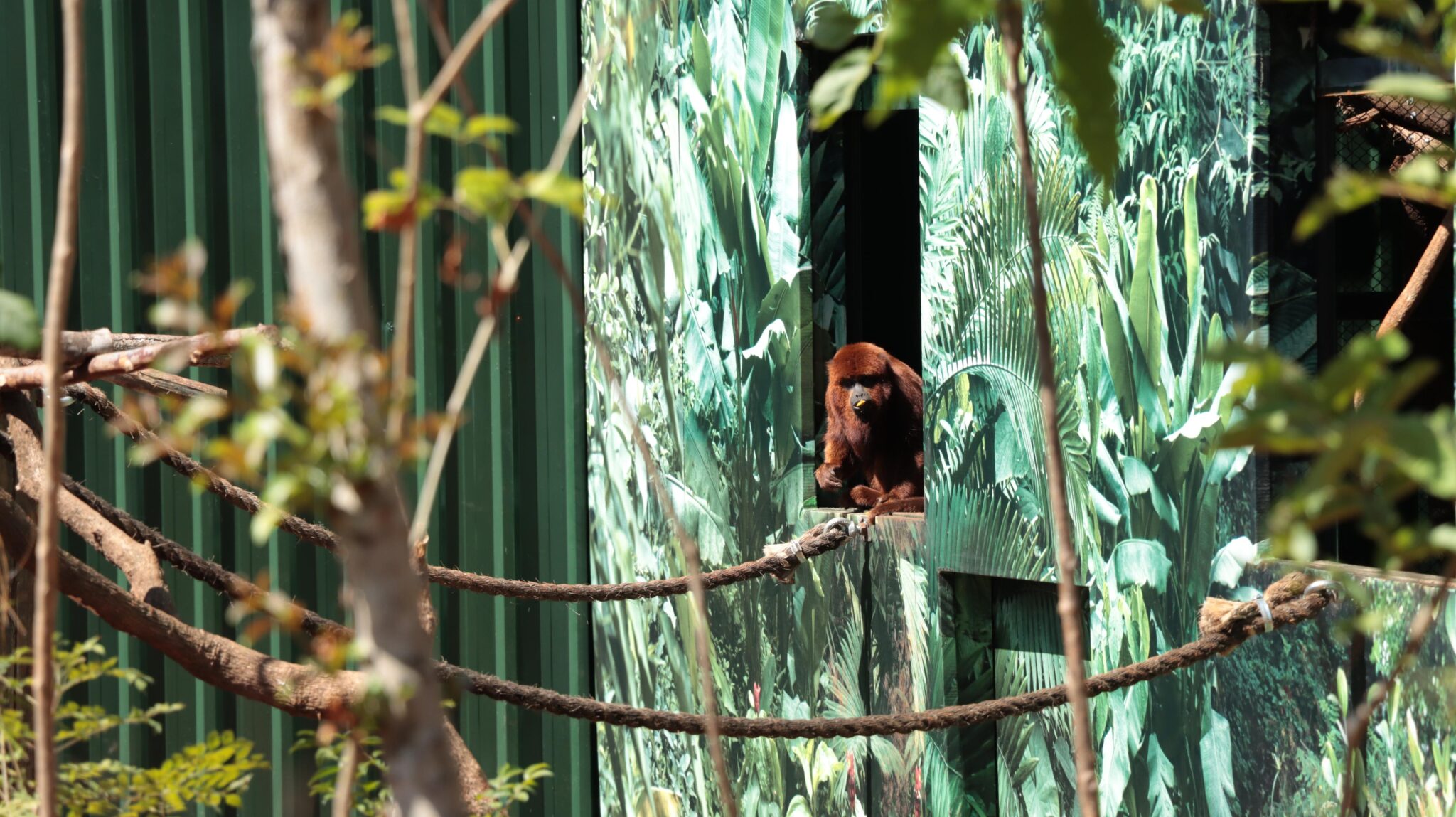 Eco Park Foz Ter O Primeiro Recinto De Imers O Macacos Do Brasil