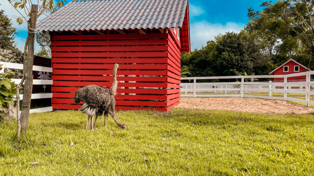 Ostrich at Dreams Eco Park