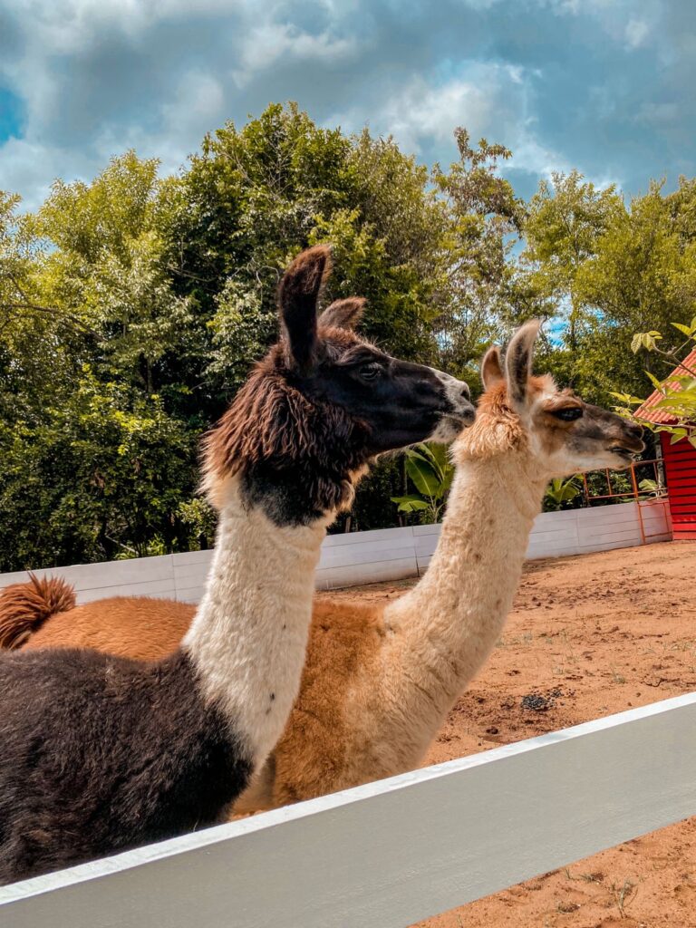 Couple of llamas on the mini farm