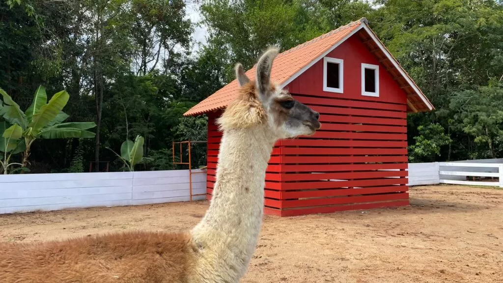 A llama in an enclosure