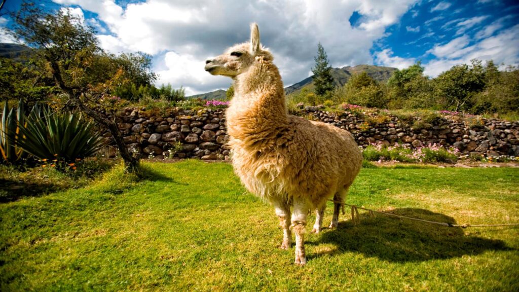 Llamas y Alpacas: Diferencias esponjosas - Peru Hop