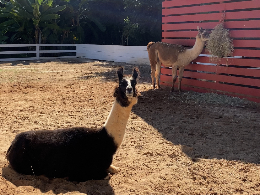 Know the real difference between llamas and alpacas