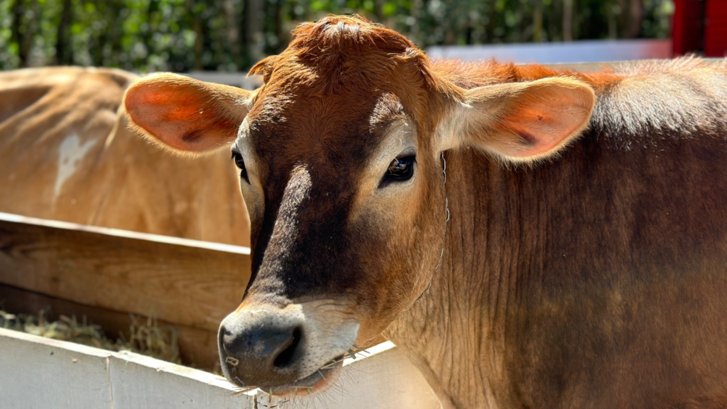Vacas Jersey: descubra el origen de esta raza