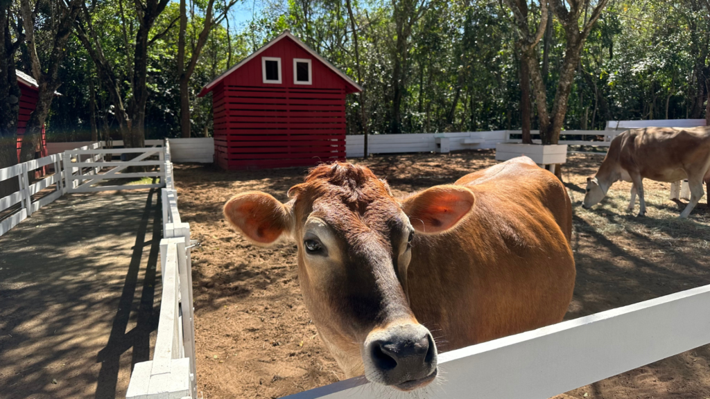 Jersey Cows: Discover the Origin of this Breed 