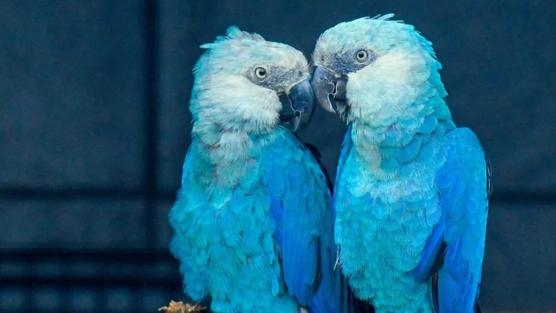 Somos contra a venda de Ararinha-Azul!