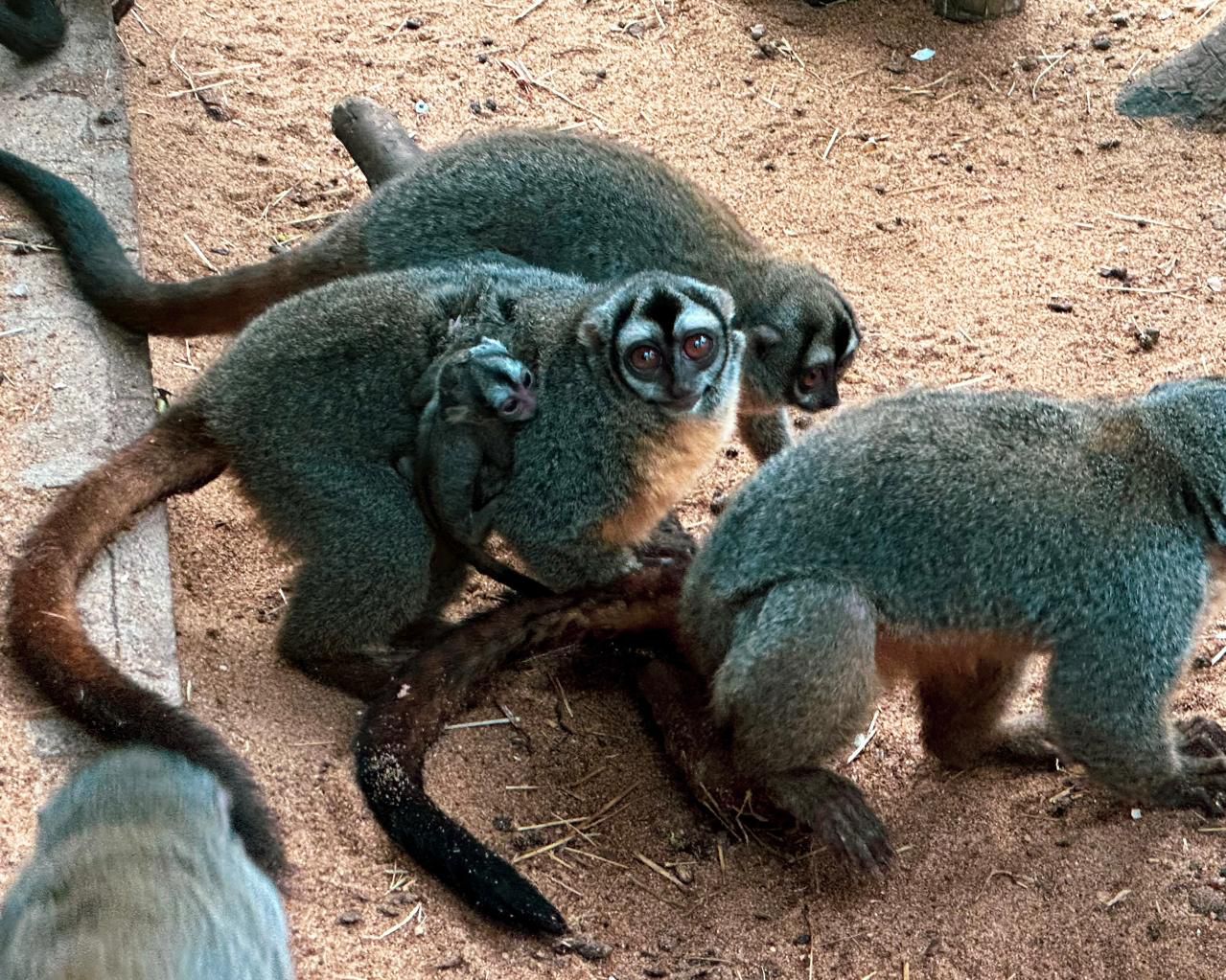 The family has grown: Dreams Eco Park's first night monkey cub is