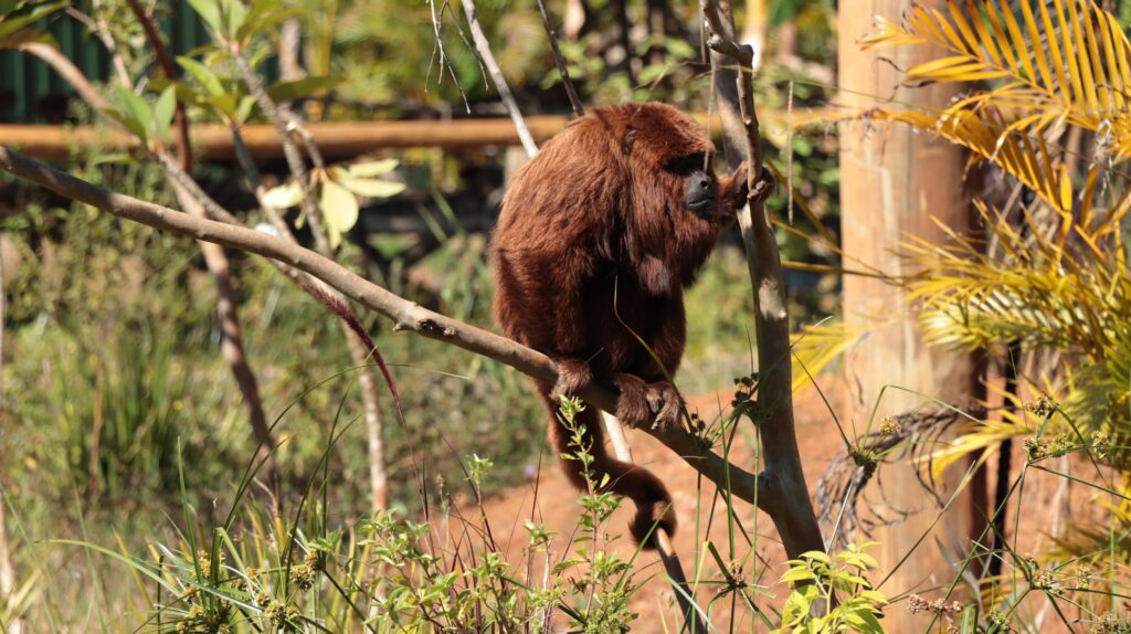 Eco Park Foz terá o primeiro recinto de imersão com macacos do Brasil