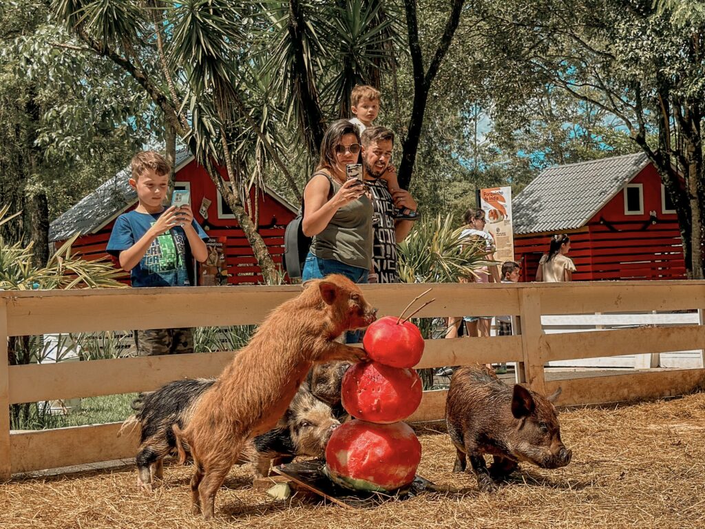 Enriquecimento Ambiental de verão - frutas congeladas